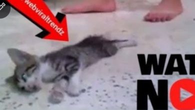 3 Girls 1 cat – Viral video of a kitten stomped to death
